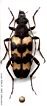 Judolia sexmaculata